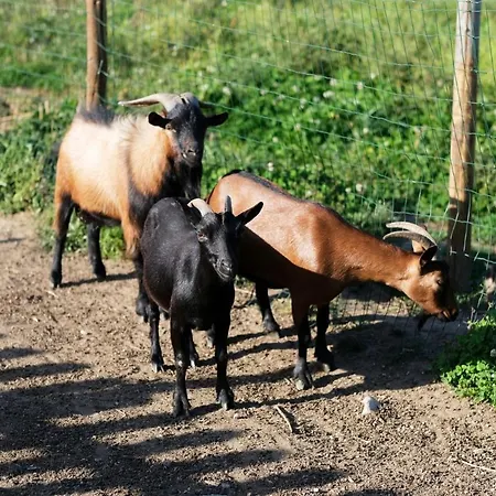 Aldeia Da Quinta Do Paco - Вилла