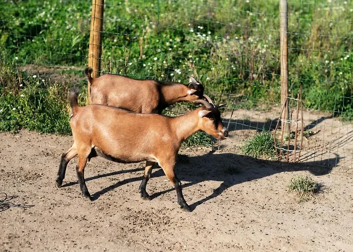 Villa Aldeia Da Quinta Do Paço - Em Santo Tirso